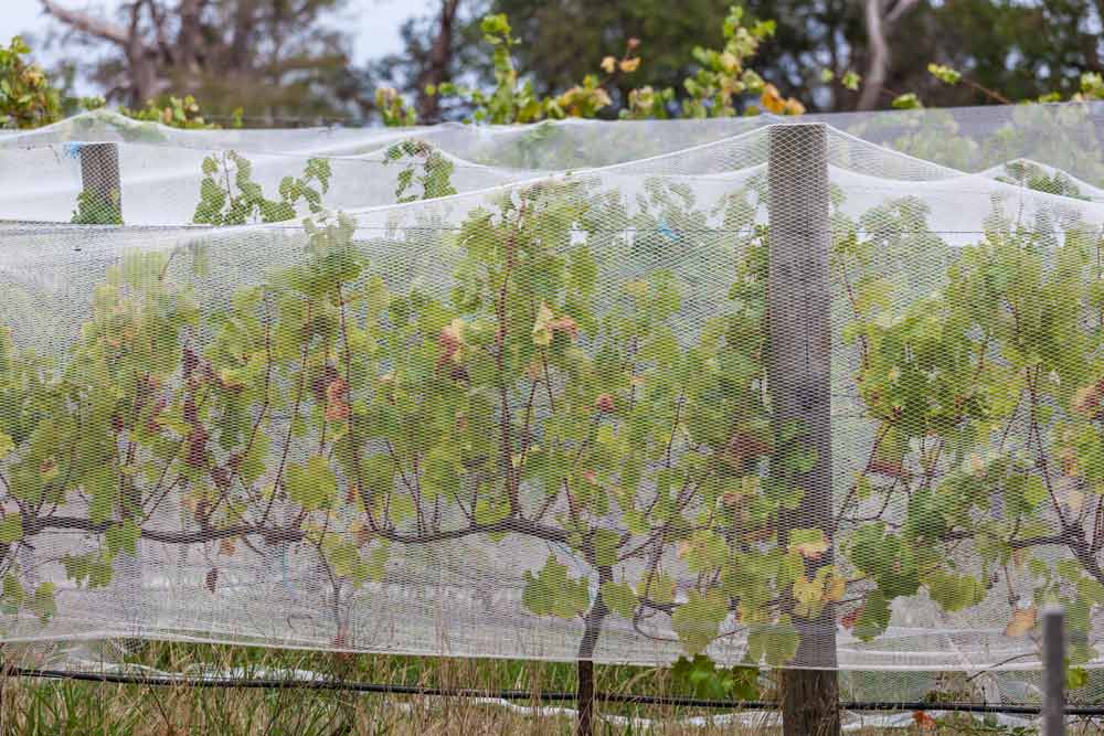 Bird Netting